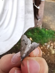 Nepytia pellucidaria