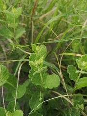 Mandevilla lanuginosa