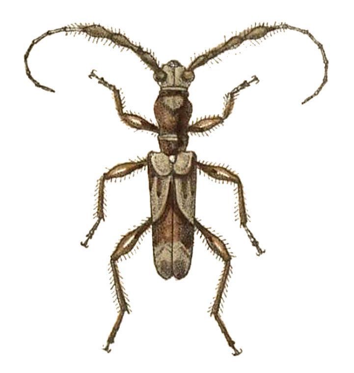 Diphyrama singularis