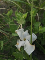 Mandevilla lanuginosa