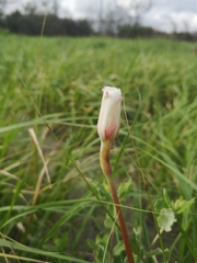 Mandevilla lanuginosa