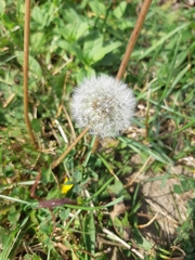 Taraxacum officinale
