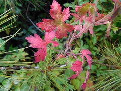Geranium procurrens