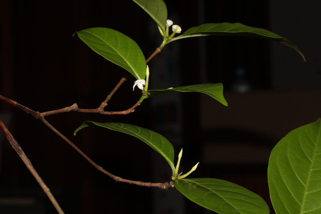 Cordiera triflora