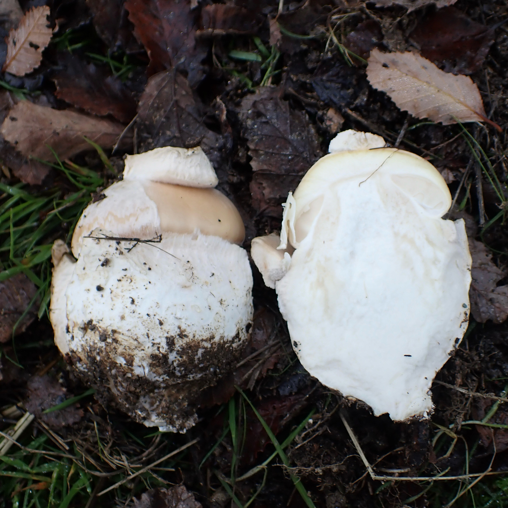 Amanita diemii · June 2025 · photo: © cristianriquelme (iNaturalist, cc-by)