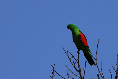 Red-winged Parrot