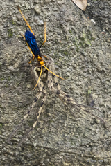 Leptodialepis bipartitus