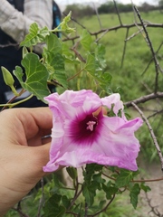 Ipomoea rupicola