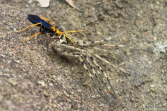 Leptodialepis bipartitus
