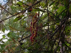 Schisandra grandiflora