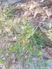 Clinopodium carolinianum
