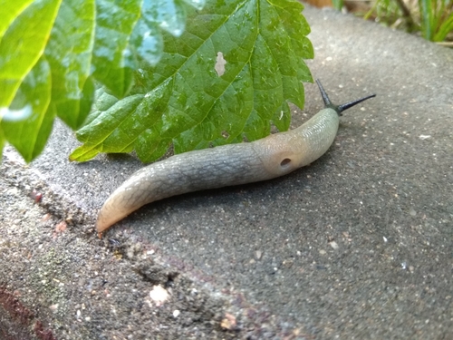 Black-headed Slug