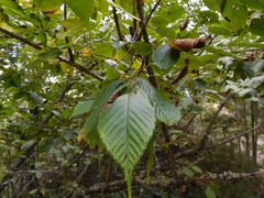 Corylus ferox