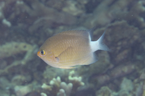Chromis ovatiformes observed 2025-06-03
