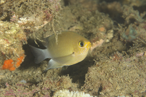 Chromis ovatiformes observed 2025-06-03