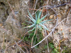 Pinus wallichiana