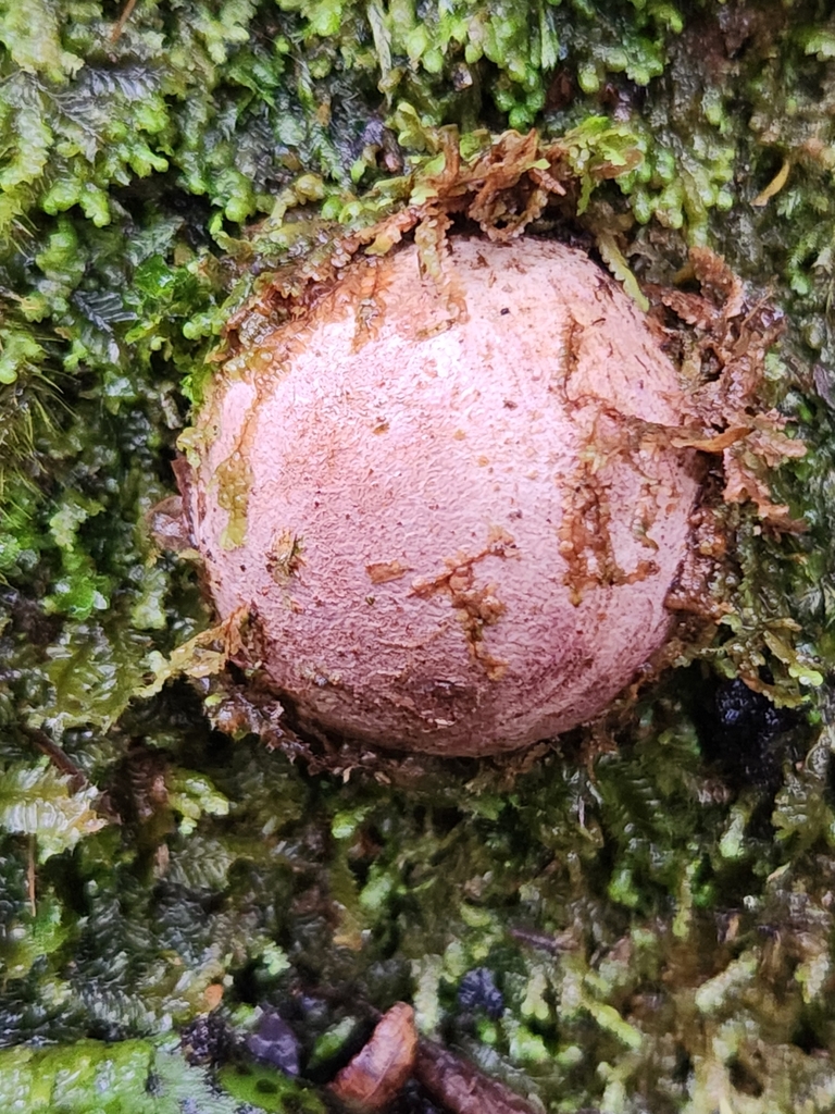 Claustula fischeri · June 2025 · photo: © chel123 (iNaturalist, cc0)