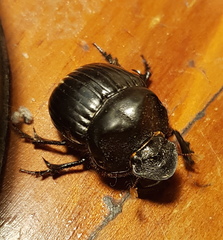 Dichotomius carolinus