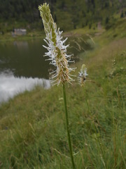 Phyteuma spicatum spicatum