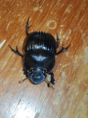 Dichotomius carolinus