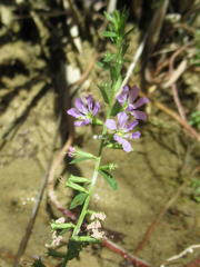 Lythrum ovalifolium
