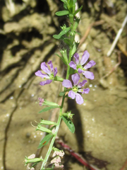 Lythrum ovalifolium