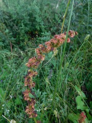 Rumex nepalensis