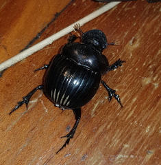 Dichotomius carolinus