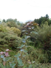 Populus ciliata