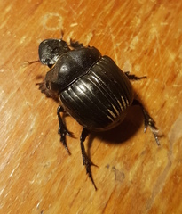 Dichotomius carolinus