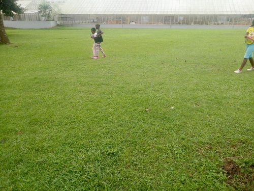 Kikuyu Grass