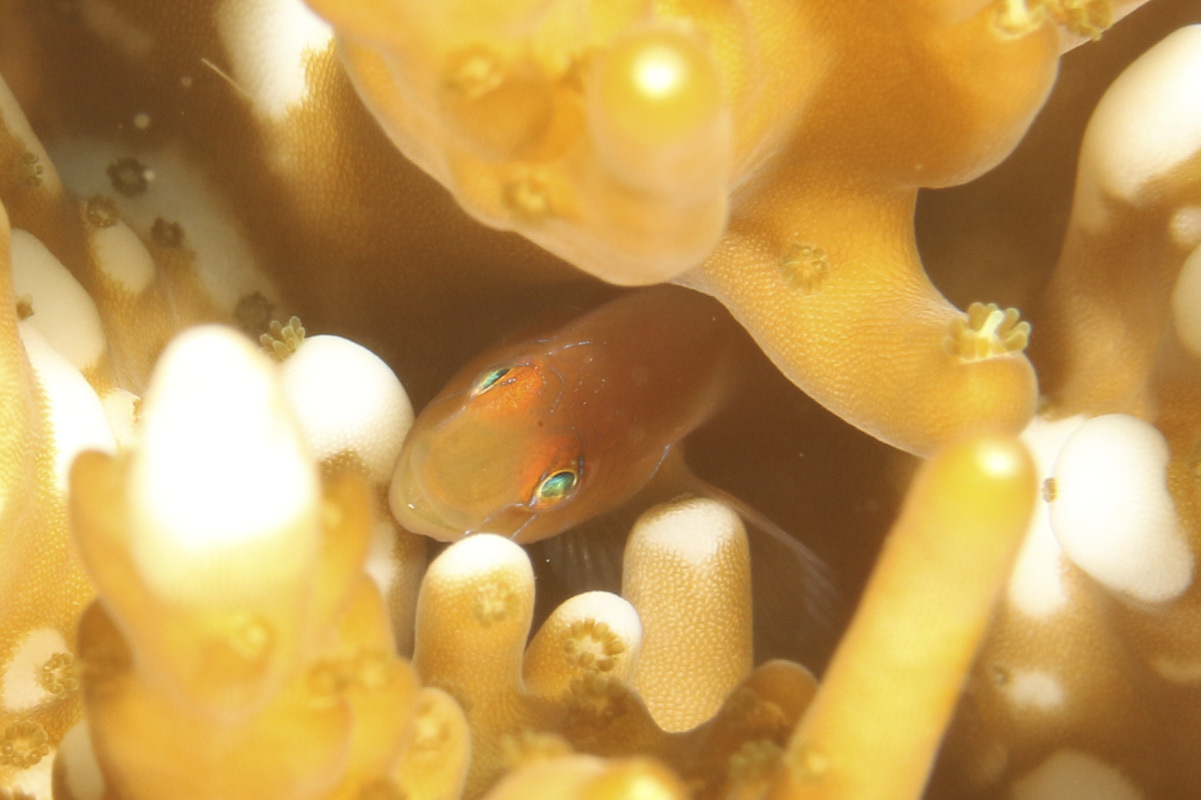 Elongate Coralgoby photo 8