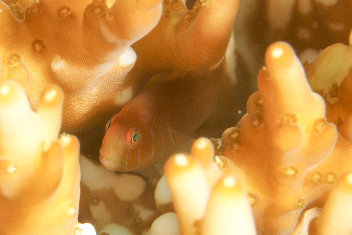 Elongate Coralgoby photo 7