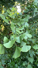 Ginkgo biloba