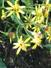 Senecio scandens