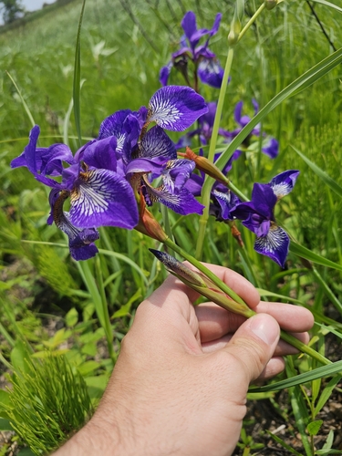 Iris sanguinea iNat (1)