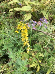 Agrimonia pilosa