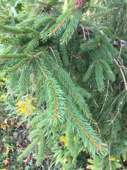 Picea