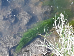 Zannichellia palustris