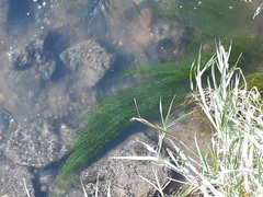 Zannichellia palustris