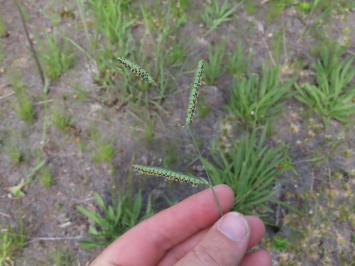 Paspalum praecox, 2025-05-23