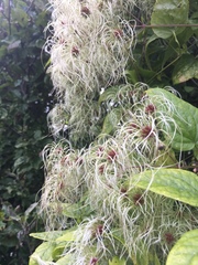 Clematis vitalba