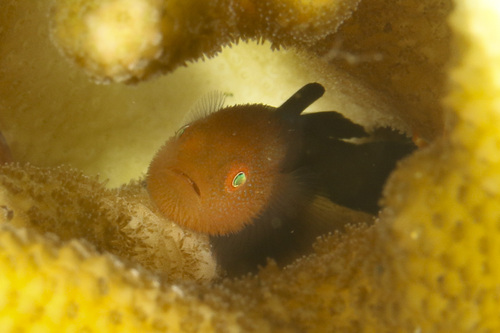 Stekelkop-koraalgrondel (Paragobiodon echinocephalus) — Gobiidae