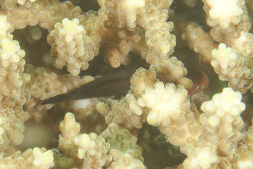 Gobiodon quinquestrigatus observed 2025-06-03