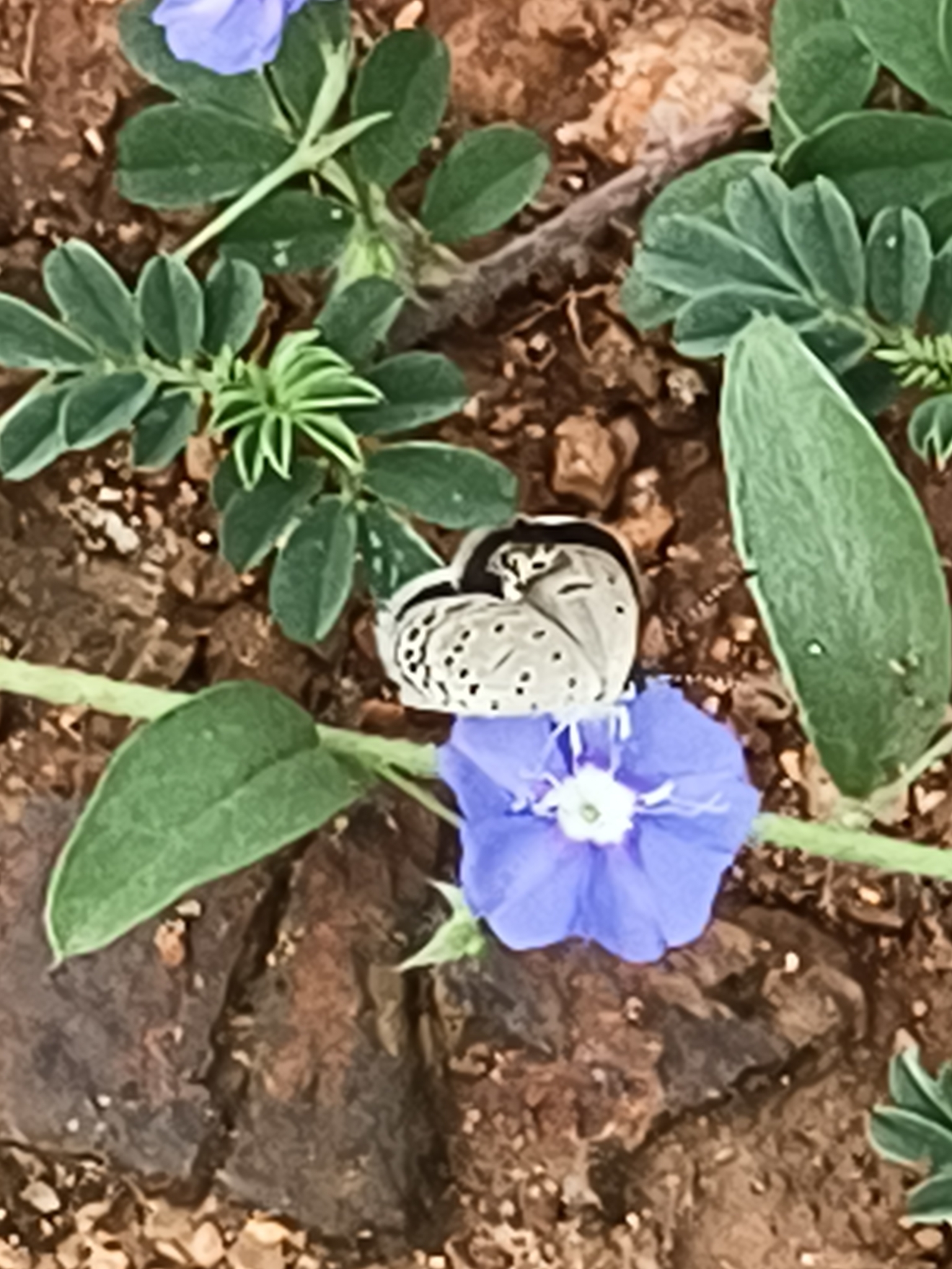 Dark Grass Blue