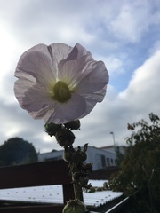 Alcea rosea