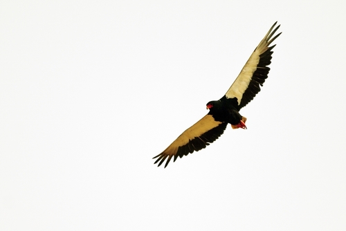 Águila volatinera (Terathopius ecaudatus)
