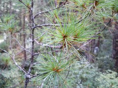 Pinus wallichiana