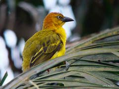 Ploceus princeps
