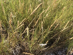 Tridens albescens